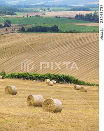 牧草ロールと畑（縦） 23543757