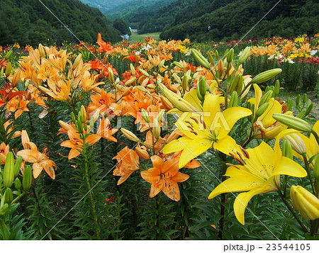 岩鞍ゆり園 岩鞍ゆり園 23544105