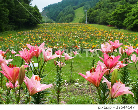 岩鞍ゆり園 23544147