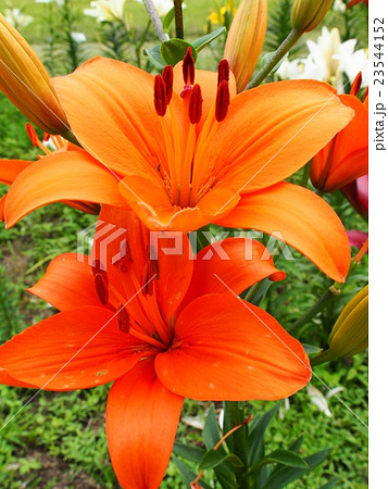 岩鞍ゆり園 23544152