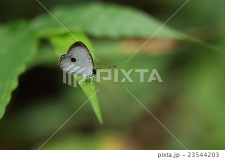 生き物 昆虫 リュウキュウウラボシシジミ、山原の林道で出会えます。生息域は限られているようです 生き物 昆虫 リュウキュウウラボシシジミ、山原の林道で出会えます。生息域は限られているようです 23544203