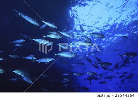 マグロ穴のイソマグロ 23544264