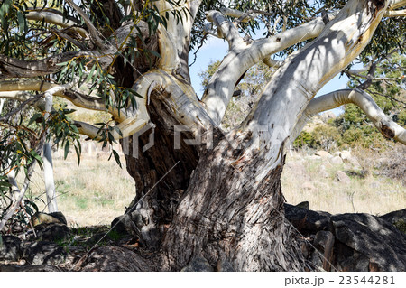 Alpine 'Snow Gum' in Australia's Snowy Mountains 23544281