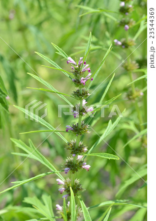 メハシキ メハシキ 23544369