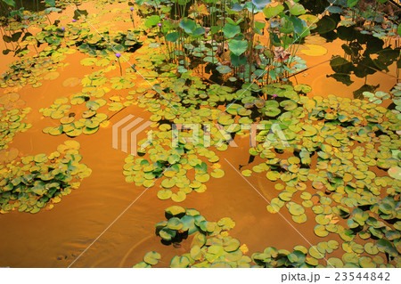 Lotus flower in the lagoon and reflection  23544842