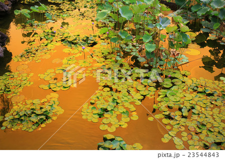 Lotus flower in the lagoon and reflection  23544843