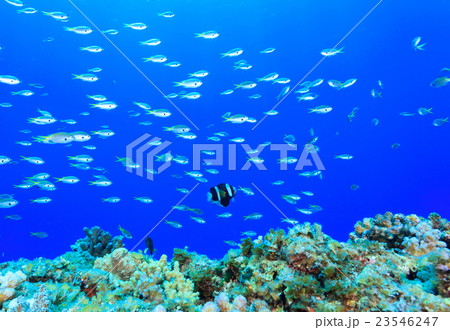 青い海を泳ぐクマノミの子供 23546247