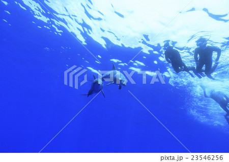 小笠原でドルフィンスイム 23546256