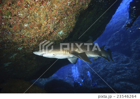 小笠原のシロワニを見るダイバーたち 23546264