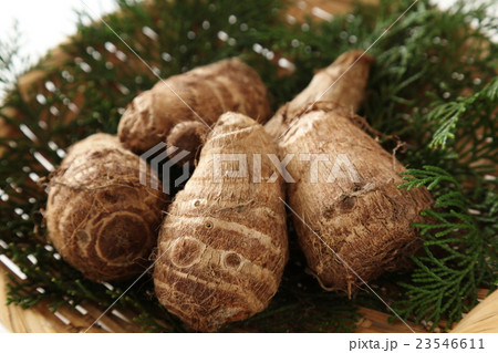 里いも 里いも 23546611