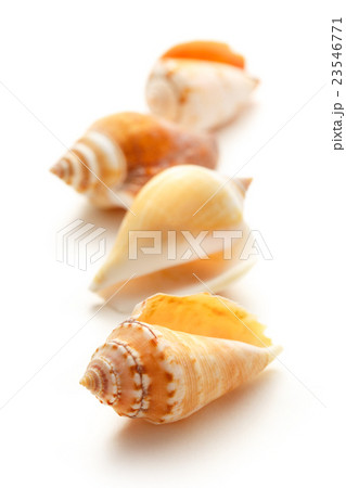 Many seashells on white background 23546771