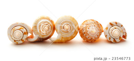 Many seashells on white background 23546773