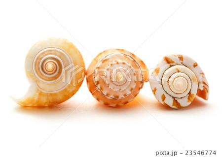Seashells on white background in closeup Seashells on white background in closeup 23546774