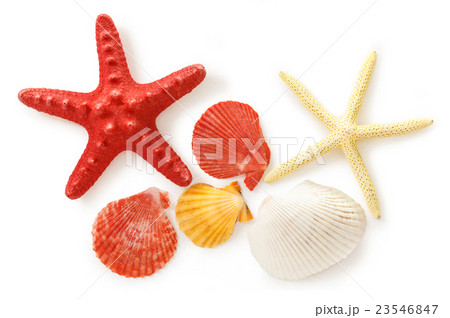 Collection of sea shells and stars 23546847