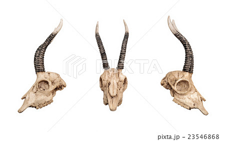 Dragon skull, isolated on white background 23546868