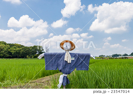 見沼田んぼの案山子の写真素材