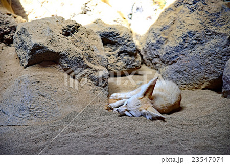 フェネック 23547074