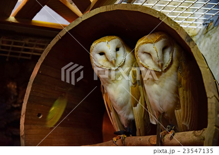 メンフクロウ メンフクロウ 23547135