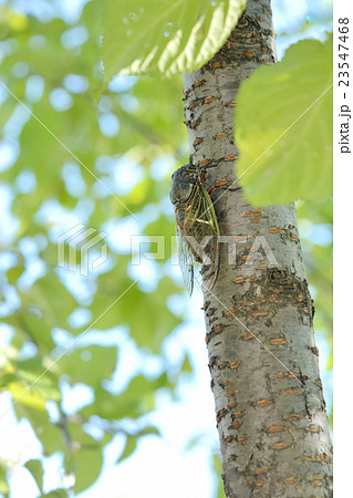 セミ　爽やかな青葉 23547468