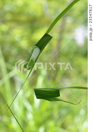 カバキコマチグモの巣 カバキコマチグモの巣 23547617