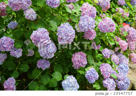 季節の花アジサイ 季節の花アジサイ 23547757