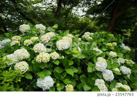 季節の花アジサイ 季節の花アジサイ 23547763