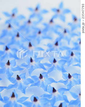 水に浮かべたポリジの花 水に浮かべたポリジの花 23547793