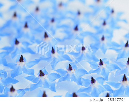 水に浮かべたポリジの花 23547794