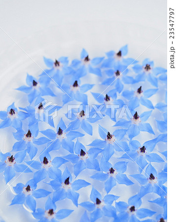 水に浮かべたポリジの花 水に浮かべたポリジの花 23547797