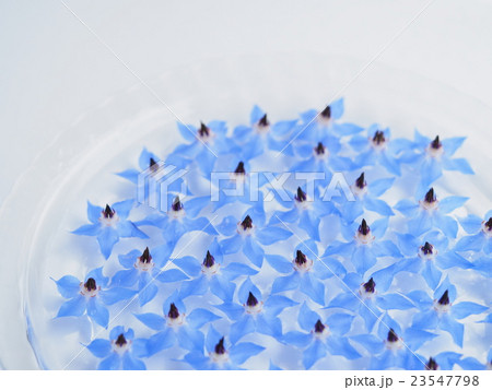 水に浮かべたポリジの花 23547798