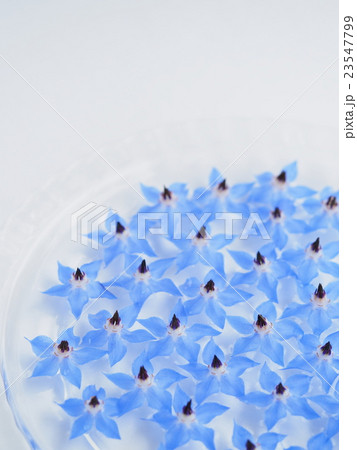 水に浮かべたポリジの花 水に浮かべたポリジの花 23547799