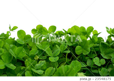 clover with white background, blank place 23548175