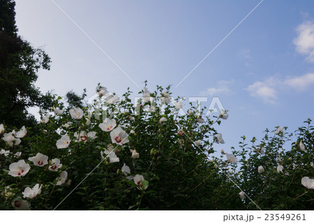 むくげ 23549261