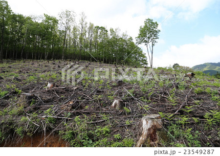 椎葉村の焼畑の跡地写真 23549287