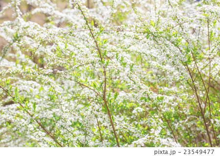 ユキヤナギ 23549477