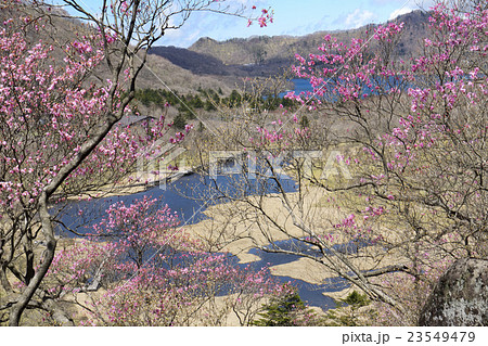 アカヤシオと赤城山 23549479