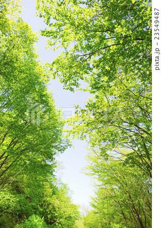 新緑 23549487