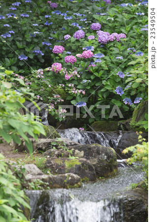 小野池あじさい公園 小野池あじさい公園 23549504