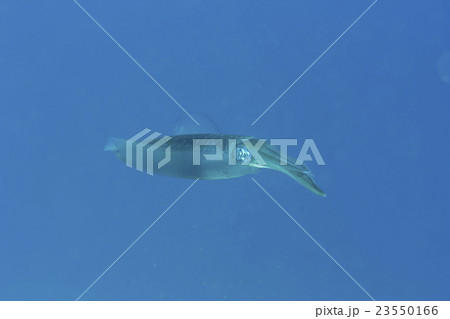 小笠原のアオリイカ 小笠原のアオリイカ 23550166