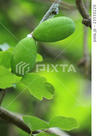 自然 植物 ミツバアケビ、花を目にすることは多いのですが青い実はつい見逃してしまいます 自然 植物 ミツバアケビ、花を目にすることは多いのですが青い実はつい見逃してしまいます 23550220