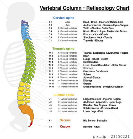 Vertebral Column Reflexology Chart Vertebral Column Reflexology Chart 23550221