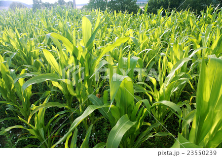 Green corn field Green corn field 23550239