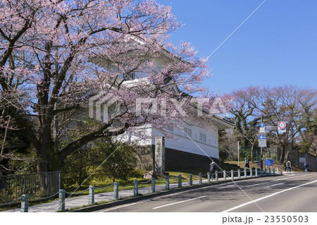 桜と青葉城址005の写真素材