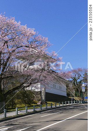 桜と青葉城址006 23550504