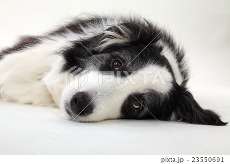 ボーダー・コリー・シニア犬 ボーダー・コリー・シニア犬 23550691