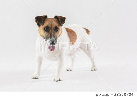 ジャックラッセルテリア005 23550704
