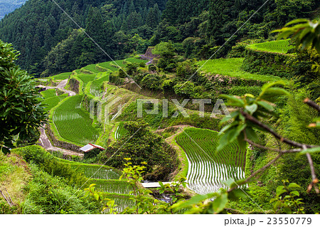 つづら棚田 つづら棚田 23550779