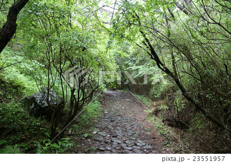 雨の箱根旧街道石畳道 雨の箱根旧街道石畳道 23551957