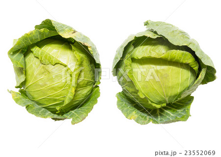 Top view of closeup two cabbage on isolated white  23552069