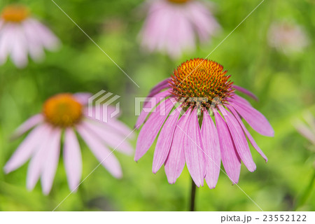 Echinacea purpurea outdoors 23552122